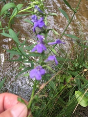Lobelia elongata