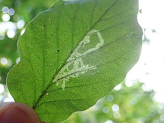 Phytomyza aprilina
