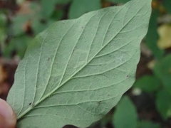 Phytomyza aprilina