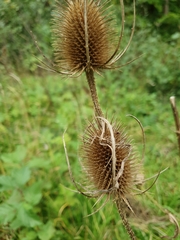Dipsacus fullonum