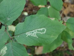 Phytomyza aprilina