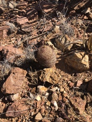 Echinomastus intertextus