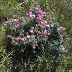 Podalyria sericea