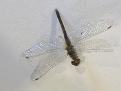 Anisoptera