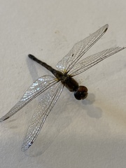 Anisoptera