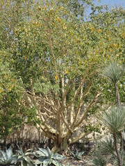 Ficus petiolaris