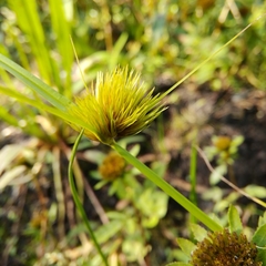 Carex bohemica
