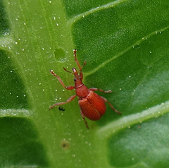 Apion haematodes
