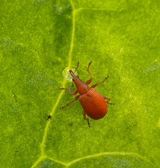 Apion haematodes