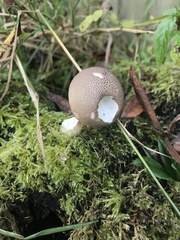 Apioperdon pyriforme