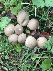 Apioperdon pyriforme