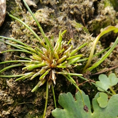 Eleocharis ovata