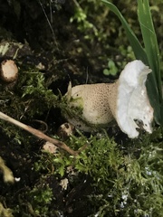 Apioperdon pyriforme