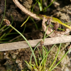Eleocharis ovata