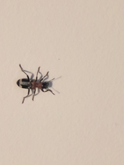 Thanasimus formicarius