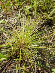 Eleocharis ovata
