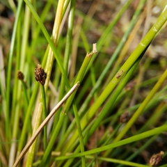 Eleocharis ovata