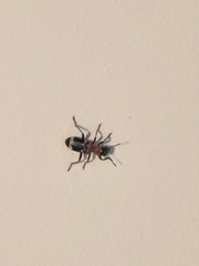 Thanasimus formicarius