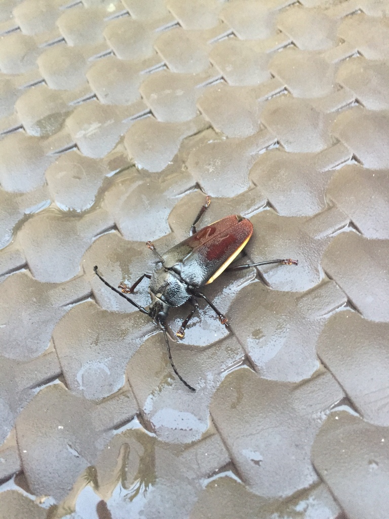 Solenoptera thomae