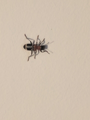 Thanasimus formicarius