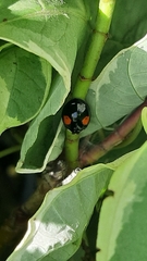 Harmonia axyridis