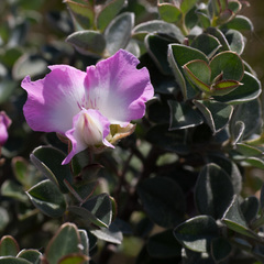 Podalyria sericea