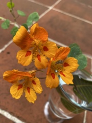 Tropaeolum minus