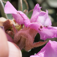 Podalyria sericea