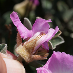 Podalyria sericea