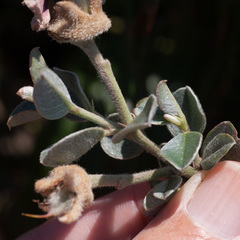 Podalyria sericea