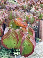 Cornus florida