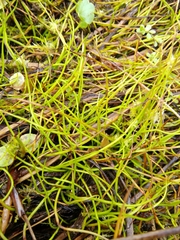 Pilularia globulifera