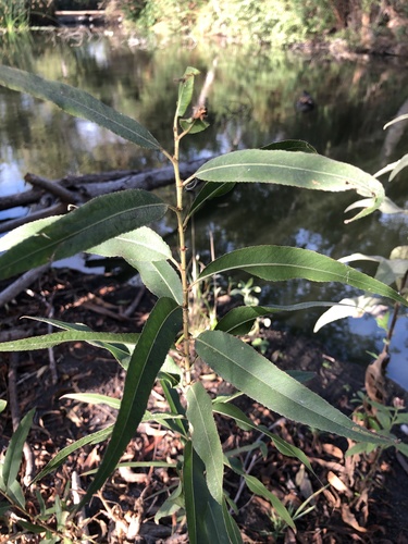 iNaturalist observation photo of Goodding's willow