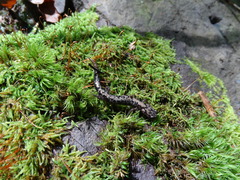 Plethodon welleri