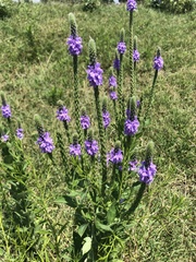 Verbena stricta
