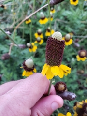 Ratibida peduncularis