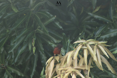 Ramphocelus dimidiatus