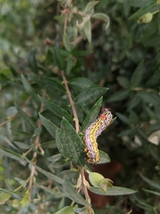 Oedemasia concinna