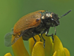 Labidostomis longimana