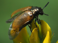 Labidostomis longimana
