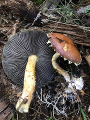 Stropharia formosa