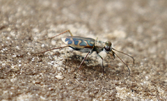Habrodera nilotica