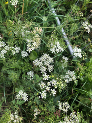 Anthriscus sylvestris