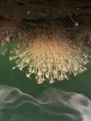 Ectopleura