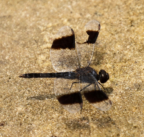 Southern Banded Groundling