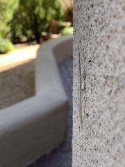 Parabacillus coloradus