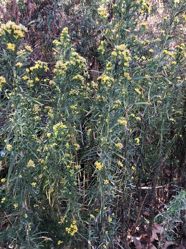 iNaturalist observation photo of western goldenrod