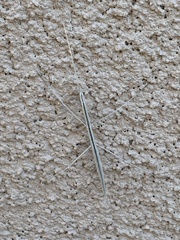 Parabacillus coloradus