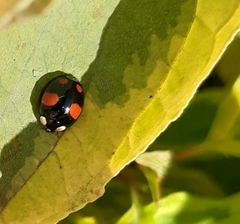 Harmonia axyridis