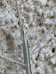 Parabacillus coloradus